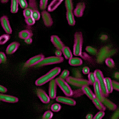 BactoViewâ¢ Live Fluorescent Bacterial Stains - Image 9