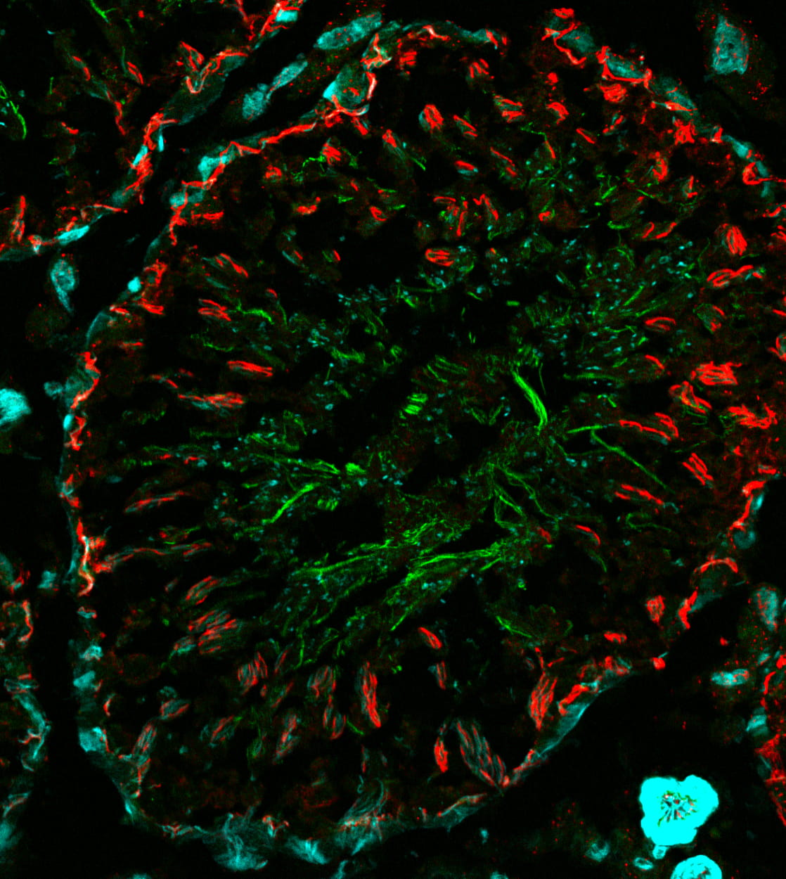 combined direct and indirect immunofluorescence staining of rat testis for microtubules, actin filaments and tight junctions