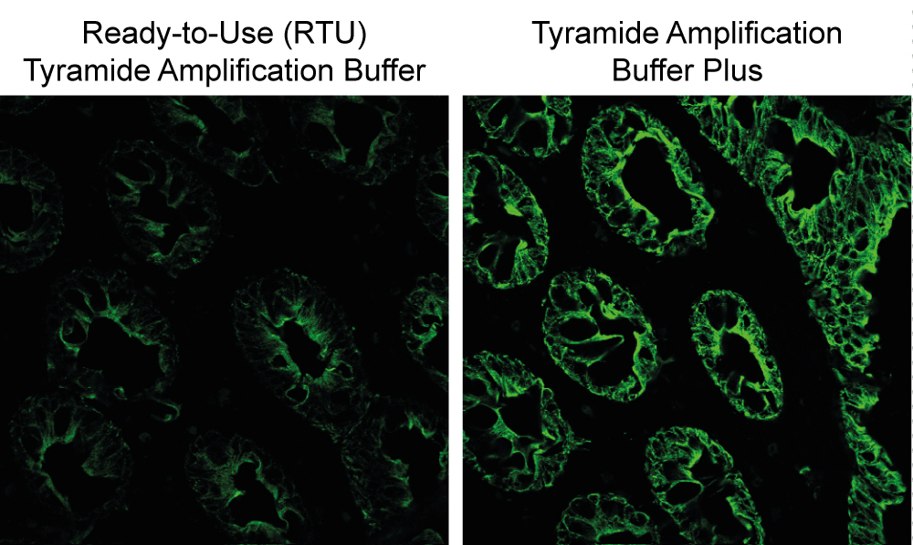 Tyramide Amplification Kit with HRP Goat Anti-Mouse and CF® Dye or Biotin Tyramide - Image 6
