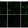 CellBrite® Steady Membrane Staining Kits - Image 3
