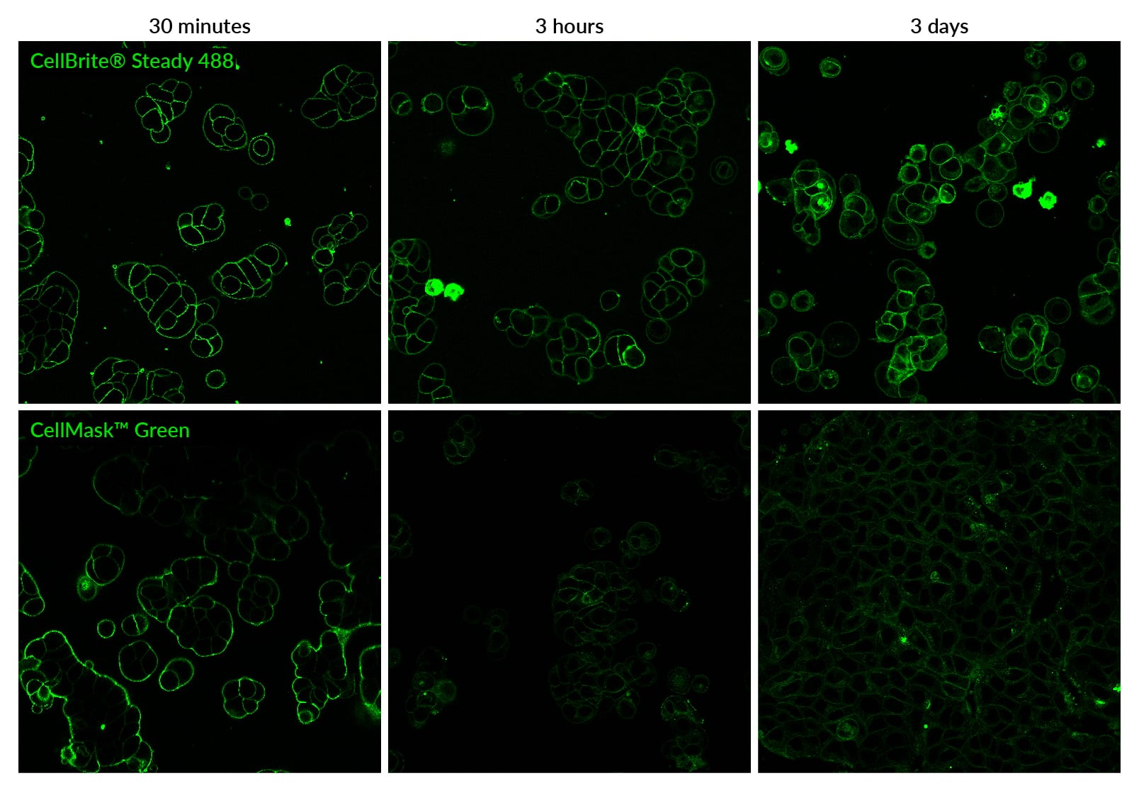 CellBrite® Steady Membrane Staining Kits - Image 3