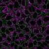 CellBrite® Steady Membrane Staining Kits - Image 9