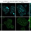 CellBrite® Steady Membrane Staining Kits - Image 7