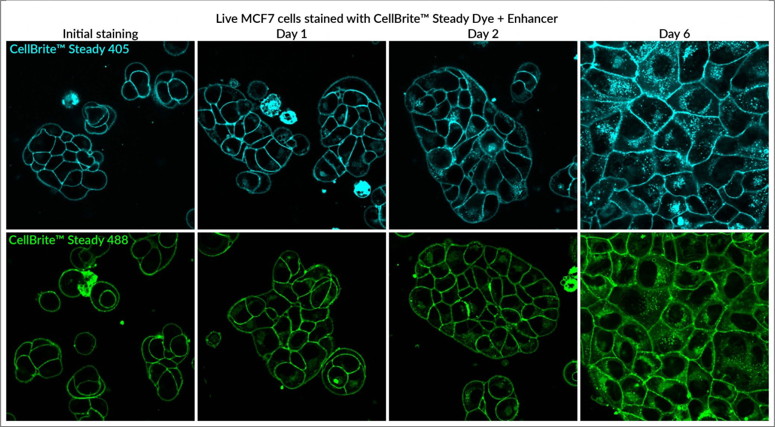 CellBrite® Steady Membrane Staining Kits - Image 7