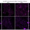 CellBrite® Steady Membrane Staining Kits - Image 8
