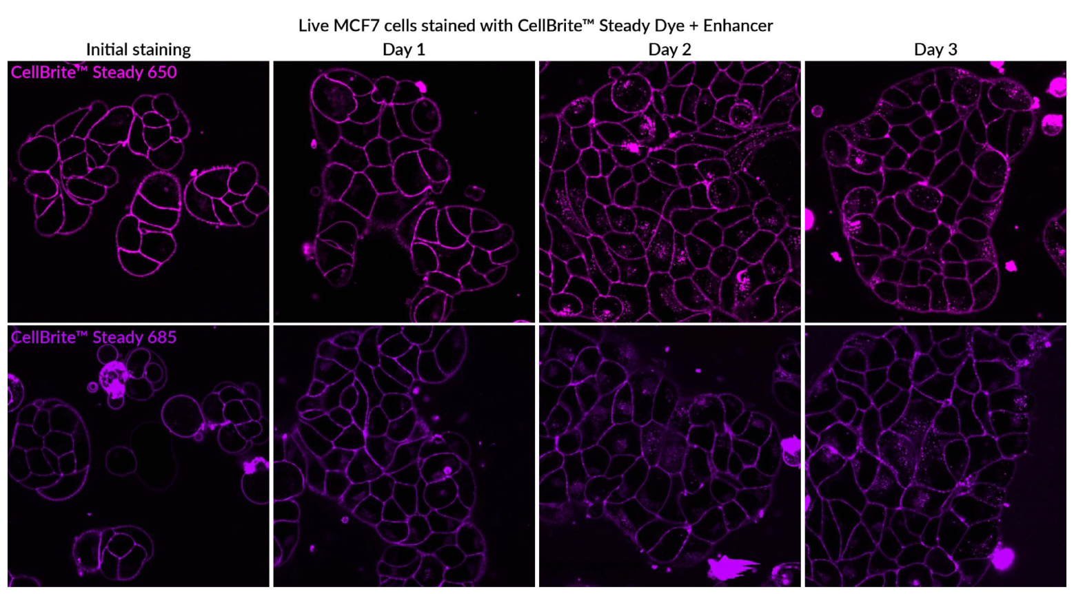CellBrite® Steady Membrane Staining Kits - Image 8