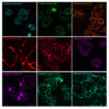 CellBrite® Steady Membrane Staining Kits - Image 2