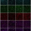 CellBrite® Steady Membrane Staining Kits - Image 5