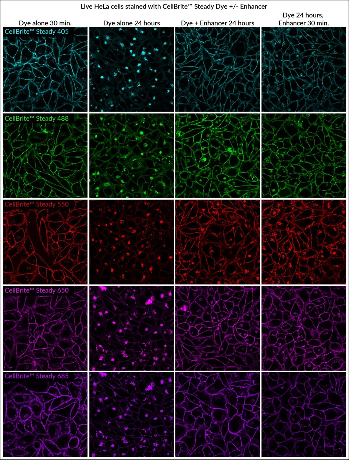 CellBrite® Steady Membrane Staining Kits - Image 5