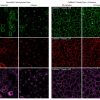 CellBrite® Steady Membrane Staining Kits - Image 6