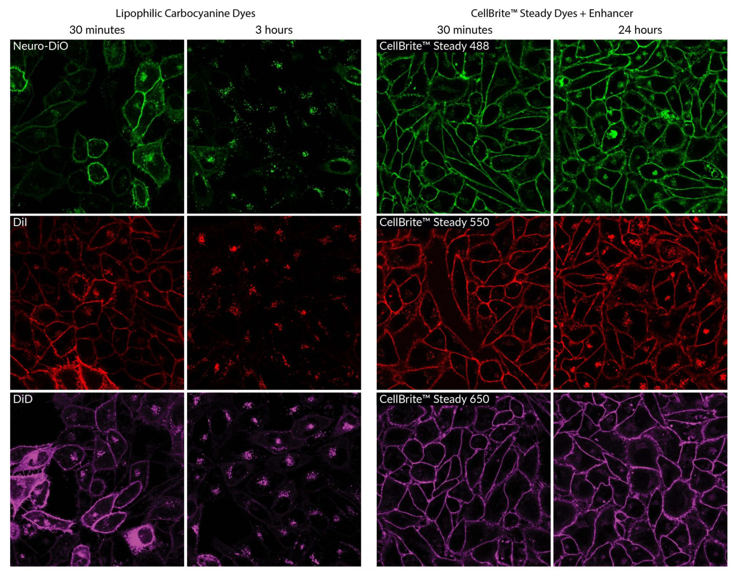 CellBrite® Steady Membrane Staining Kits - Image 6