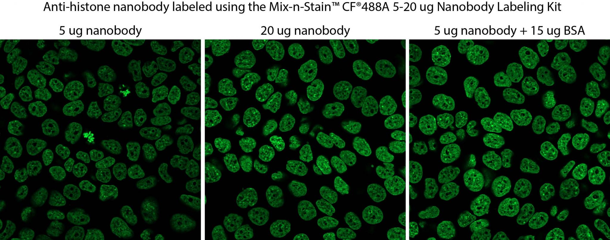 Mix-n-Stainâ¢ Nanobody Labeling Kits - Image 3