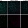 TrueBlackÂ® Plus Lipofuscin Autofluorescence Quencher, 40X in DMSO - Image 3