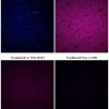 TrueBlackÂ® Plus Lipofuscin Autofluorescence Quencher, 40X in DMSO - Image 2