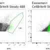CellBrite® Steady Membrane Staining Kits - Image 13