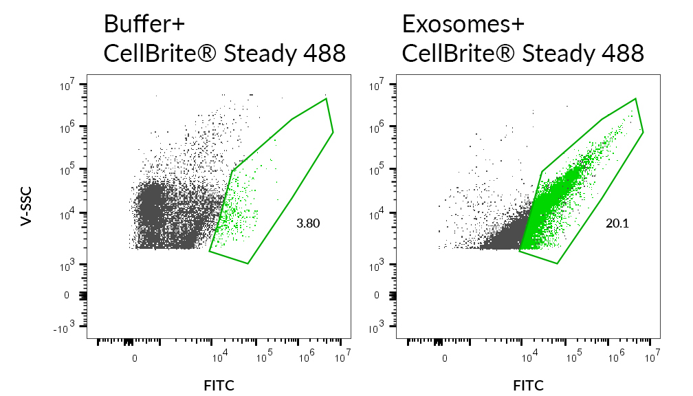 CellBrite® Steady Membrane Staining Kits - Image 13