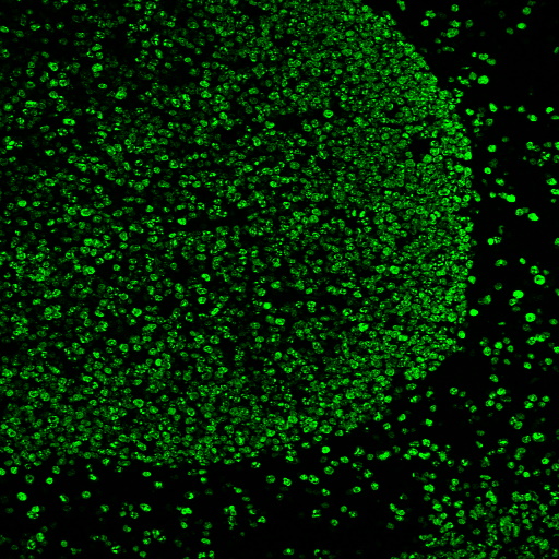 Tyramide Amplification Kit with HRP Goat Anti-Mouse and CF® Dye or Biotin Tyramide - Image 7