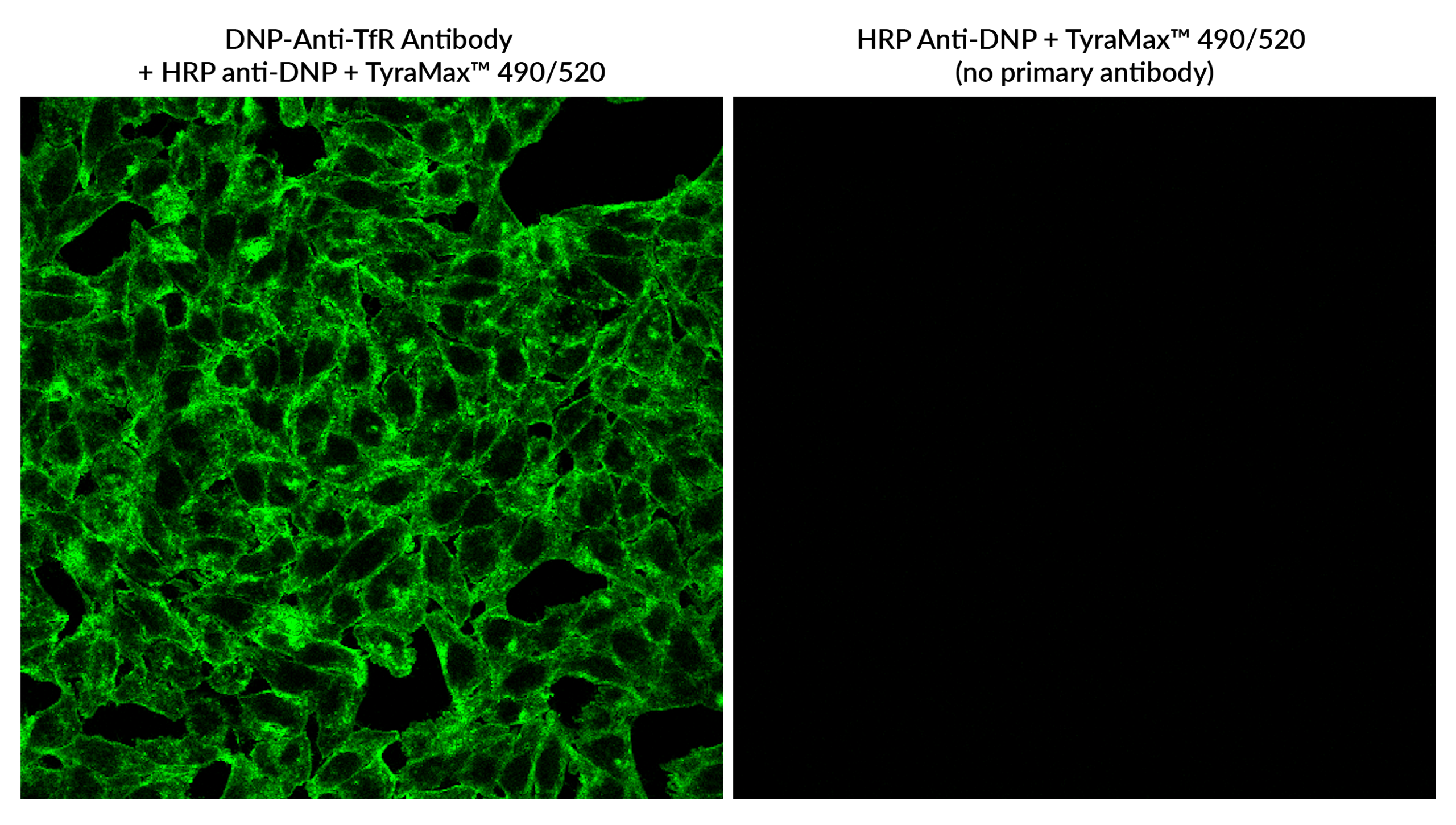 DNP Polyclonal Rabbit Antibody - Image 3