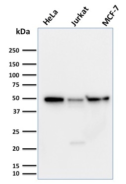 Western Blot Analysis of (1) HeLa (2) Jurkat and (3) MCF-7 cell lysates using Cyclin A1 Mouse Monoclonal Antibody (XLA1-3).