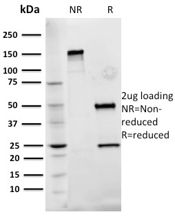 SDS-PAGE Analysis Purified Fibronectin Mouse Monoclonal Antibody (Fn-3). Confirmation of Integrity and Purity of Antibody.