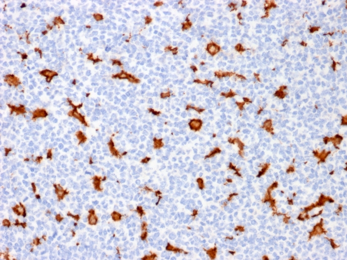 Formalin-fixed, paraffin-embedded human Tonsil stained with AIF1 / Iba1 Mouse Monoclonal Antibody (AIF1/1909).