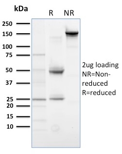 SDS-PAGE Analysis Purified PLK1 Mouse Monoclonal Antibody (AZ44). Confirmation of Purity and Integrity of Antibody.