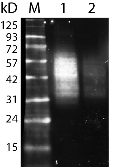 CD63 Monoclonal Mouse Antibody (H5C6) - Biotium Choice <svg class="svgicon svg-verified"><use xlink:href="#svg-verified"></use></svg> - Image 3