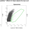 ExoBrite™ WGA EV Staining Kits - Image 8