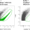 ExoBrite™ WGA EV Staining Kits - Image 4