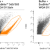 ExoBrite™ WGA EV Staining Kits - Image 5