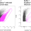 ExoBrite™ WGA EV Staining Kits - Image 6