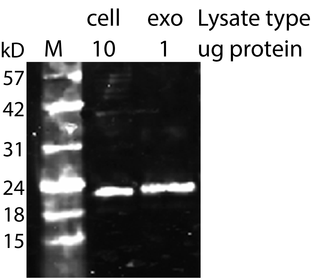 CD81 Recombinant Monoclonal Mouse Antibody (2304.81) - Biotium Choice <svg class="svgicon svg-verified"><use xlink:href="#svg-verified"></use></svg> - Image 4