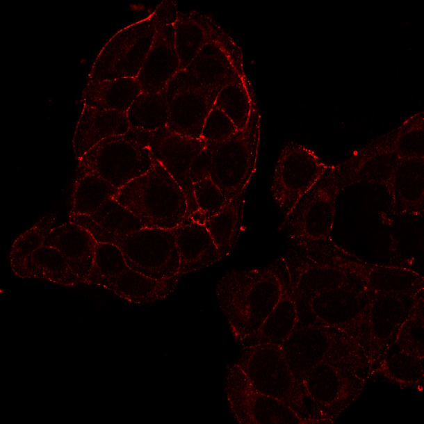CD81 Recombinant Monoclonal Mouse Antibody (2304.81) - Biotium Choice <svg class="svgicon svg-verified"><use xlink:href="#svg-verified"></use></svg> - Image 2