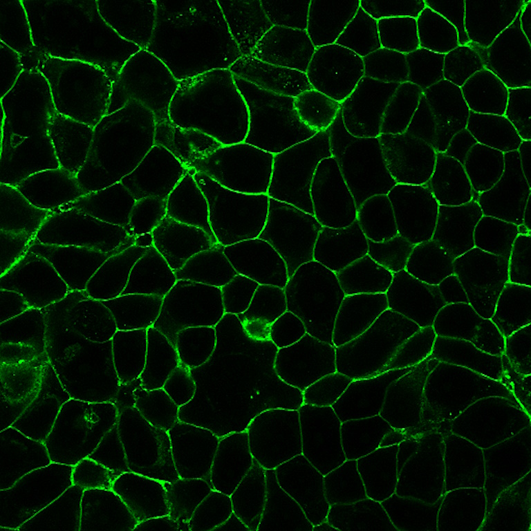 CD9 Recombinant Monoclonal Mouse Antibody (2310.9) - Biotium Choice <svg class="svgicon svg-verified"><use xlink:href="#svg-verified"></use></svg> - Image 2