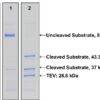 TEV Protease Kit - Image 2