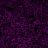 Wheat Germ Agglutinin (WGA) Conjugates - Image 9