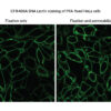 Sambucus Nigra Lectin (SNA, EBL) Conjugates - Image 2