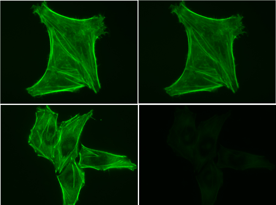 Phalloidin Conjugates - Image 8