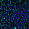 Concanavalin A (Con A) CF® Dye Conjugates - Image 7