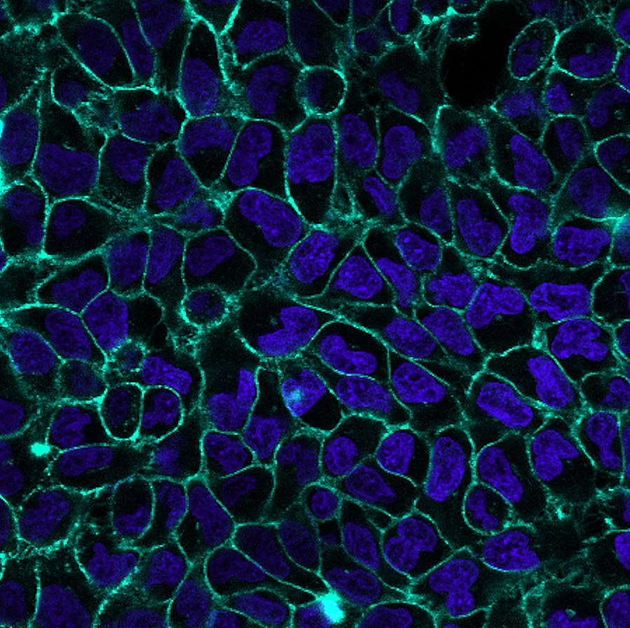 Concanavalin A (Con A) CF® Dye Conjugates - Image 7