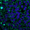 Concanavalin A (Con A) CF® Dye Conjugates - Image 8
