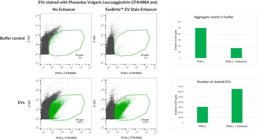 Phaseolus Vulgaris Leucoagglutinin (PHA-L) Conjugates - Image 3