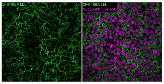 Lycopersicon Esculentum (Tomato) Lectin (LEL, TL) Conjugates - Image 4