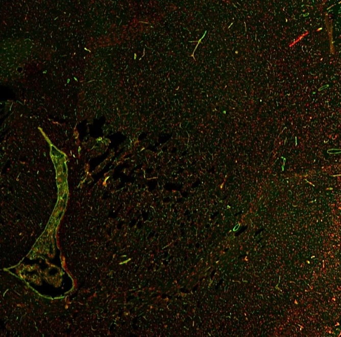 Lycopersicon Esculentum (Tomato) Lectin (LEL, TL) Conjugates - Image 3