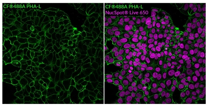 Phaseolus Vulgaris Leucoagglutinin (PHA-L) Conjugates - Image 2