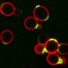 Concanavalin A (Con A) CF® Dye Conjugates - Image 6