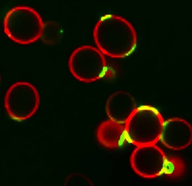 Concanavalin A (Con A) CF® Dye Conjugates - Image 6