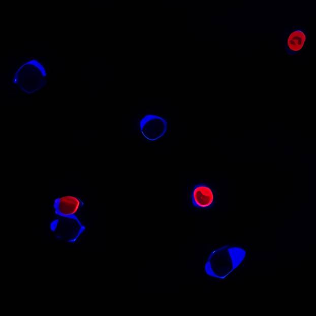Yeast Viability Staining Kit - Image 2