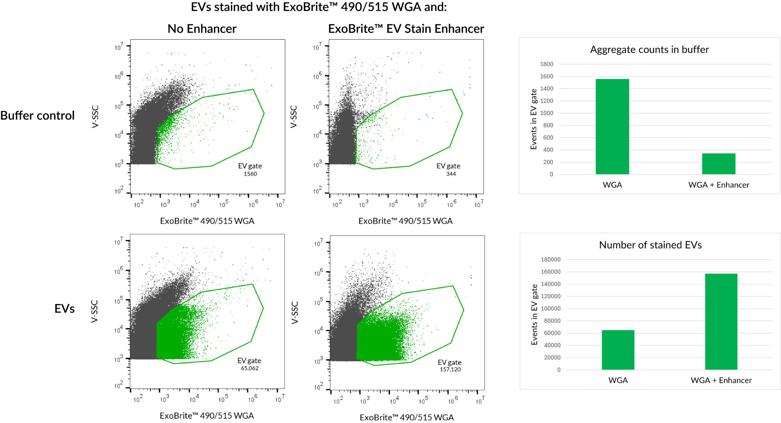 ExoBriteâ¢ EV Stain Enhancer (100X)