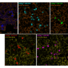 ViaTag™ Haloalkane Ligands - Image 3